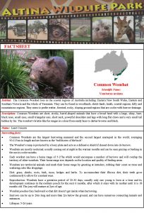Common Wombat Fact Sheet