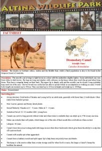 Dromedary Camel Fact Sheet