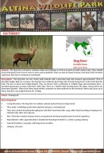 Hog Deer Fact Sheet