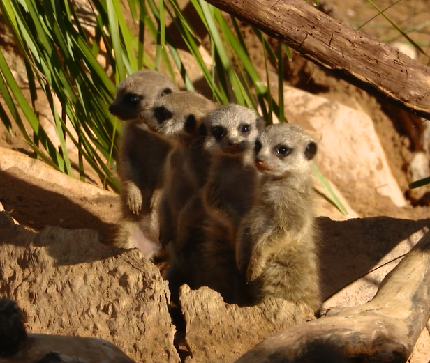 If you haven't come to see our baby meerkats yet you might want to book soon - they are growing so fast!!!