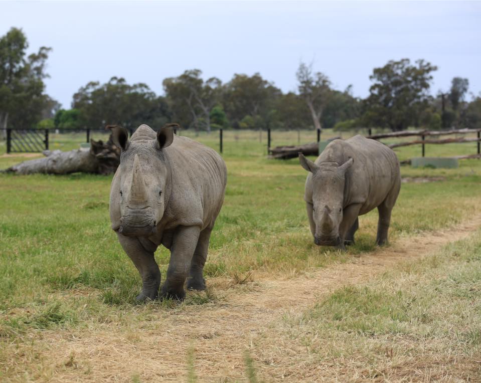 'Introducing our 2 female rhinos'
