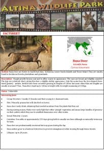 Rusa Deer Fact Sheet
