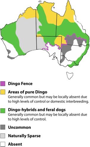 Dingo Distribution Map
