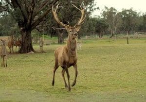 red_deer_male